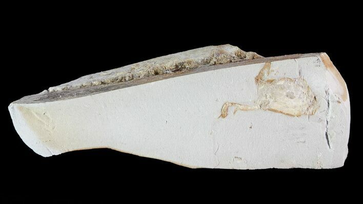 Fossil Pea Crab (Pinnixa) From California - Miocene #74483